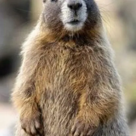 Nyaraló La Tana Della Marmotta Macugnaga